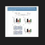 Mecanismos de acción de la acupuntura en dermatitis alérgica de contacto