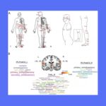 Identificando firmas neuronales robustas de la modulación de la acupuntura en cerebros sanos: un metaanálisis multimodal mapeando la red central. ( Li C et al.,2025 )
