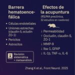 La acupuntura mejora la integridad de la barrera hematoencefálica a través de múltiples dianas: metaanálisis preclínico (Zhang K et al., Front Neurol. 2025).