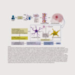 Electroacupuntura para la prevención del trastorno neurocognitivo perioperatorio en pacientes mayores sometidos a anestesia general: revisión sistemática y metaanálisis (Wu C et al. Front Med (Lausanne). 2026)