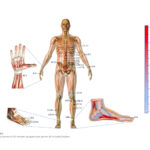Eficacia y seguridad de la acupuntura para la disfunción gastrointestinal séptica: revisión sistemática y metaanálisis de ensayos clínicos aleatorizados (Xu J et al. Front Med (Lausanne). 2026)
