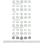 Posibles dianas para la scalp acupuncture y la estimulación cerebral en los trastornos mentales: evidencia procedente de metaanálisis a gran escala (Li Y et al. Alpha Psychiatry. 2026)