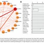 Metaanálisis y patrones de selección de puntos de acupuntura para el pie caído después de un ictus (Huang Y et al. Front Neurol. 2026)