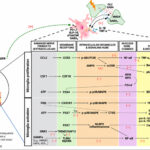 Mecanismos moleculares de la reprogramación de la microglía espinal inducida por electroacupuntura en el dolor neuropático: revisión narrativa con búsqueda sistemática. (Teoh BK et al. Brain Sci. 2026)